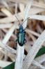 Plateumaris sericea